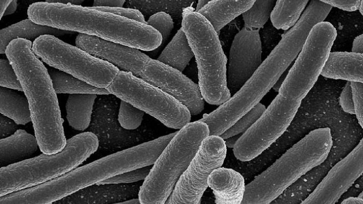 bacterie xyllela