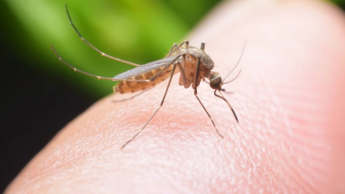 El Ministerio de Salud de Timor Oriental confirma la presencia del virus chikungunya en el país