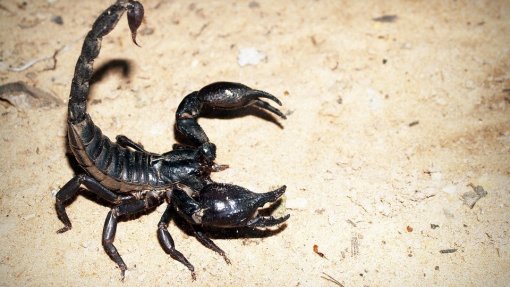 Cientistas descobrem no veneno de escorpião antibiótico contra tuberculose