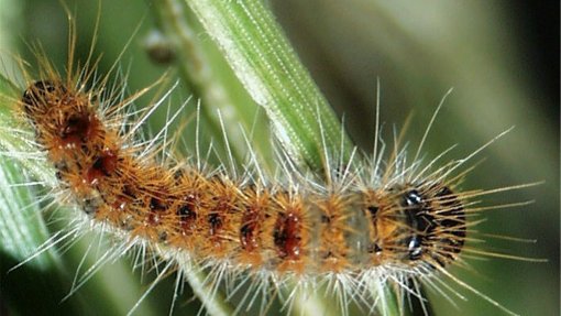 Onda de calor na Europa provoca infestação de lagartas do pinheiro