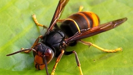 Vespa asiática obriga ao encerramento da zona ocidental do Parque da Pena em Sintra