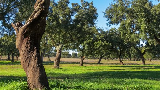 O montado ibérico desafia as alterações climáticas