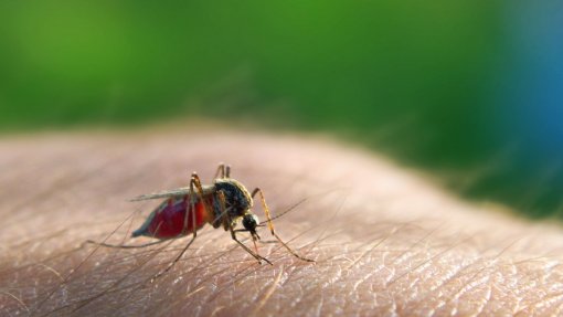 Alerta médico dá conta de surto de malária no Sudão que atinge oito mil pessoas