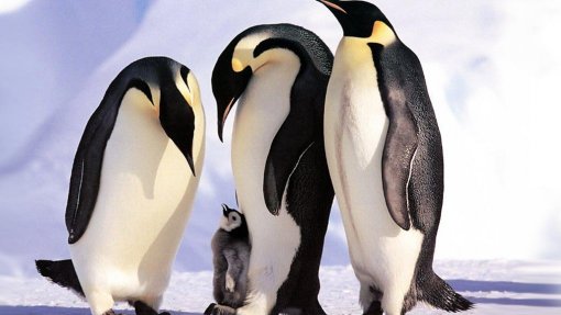 Microplásticos detetados pela primeira vez em pinguins da Antártida
