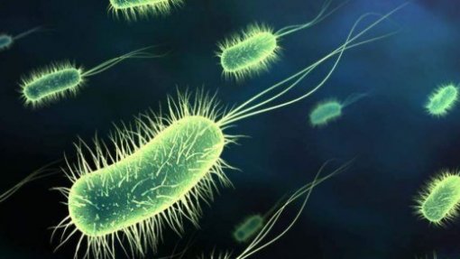 Bactéria &#039;E. coli&#039; detetada em suplemento alimentar à venda em farmácias 