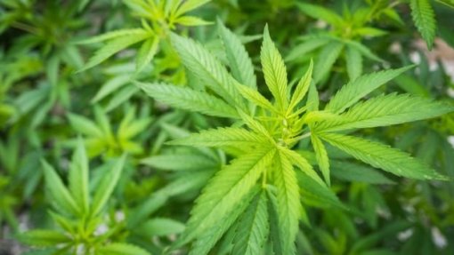 PJ apreende 1,5 toneladas de liamba em estufas na Feira e Gaia e fala em &quot;ano anómalo&quot;