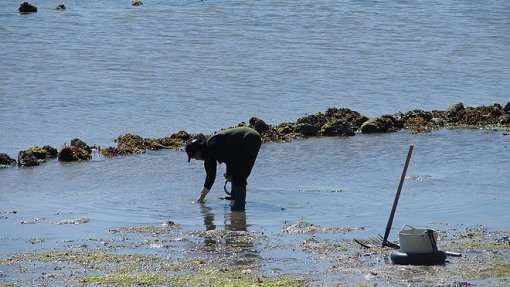 Pescadores exigem compensação pela interdição da captura da conquilha no Algarve