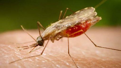 Malária quase erradicada em Timor-Leste e Cabo Verde, Moçambique entre países com mais casos