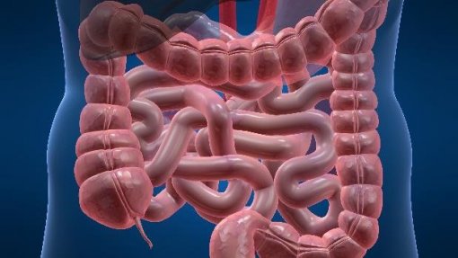 Estudo demonstra &quot;novos mecanismos causais&quot; da doença inflamatória intestinal