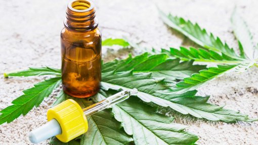 Universidade de Coimbra e empresa Tilray desenvolvem produtos médicos derivados de canábis