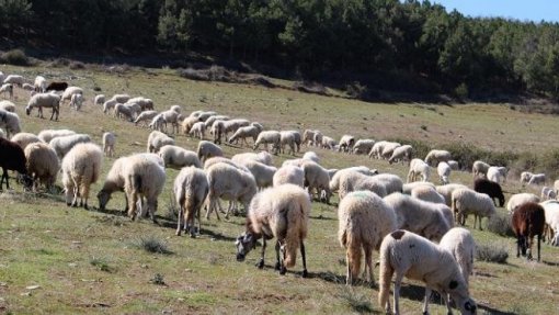 Onze animais apreendidos por brucelose em Torres Vedras