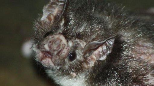 Vírus: Estudo genético confirma que transmissão aos humanos terá origem em animal selvagem