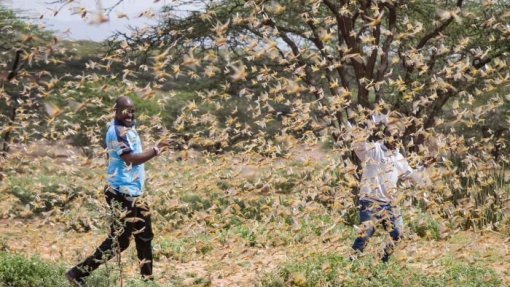 Nações Unidas alertam para agravar de praga de gafanhotos em África