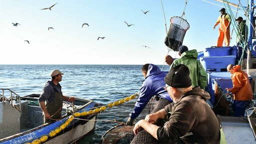 Covid-19: Pescadores garantem peixe fresco mas pedem apoio ao Governo