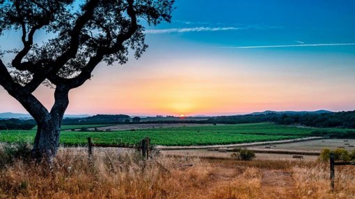 Covid-19: Alentejo regista dois primeiros casos