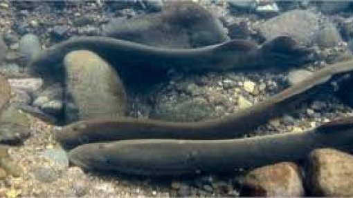Covid-19: Suspensa pesca da lampreia nas pesqueiras na margem portuguesa do rio Minho