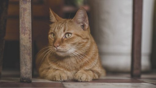 Bélgica regista primeiro contágio de um animal doméstico pelo dono