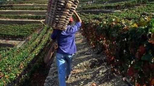 Covid-19: Trabalho nas vinhas do Douro prossegue sem interrupções mas com preocupações