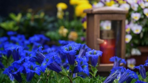 Covid-19: São João da Madeira distribui mais de 10.000 flores e 2.000 velas por 3 cemitérios