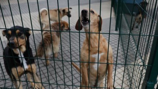 Covid-19: Canil de Coimbra entrega animais para adoção ao domicílio