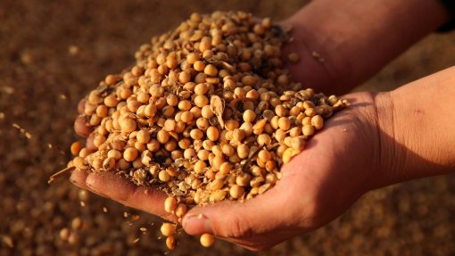 Covid-19: Indústria de soja do Brasil continuará a expandir exportações para a China – Associação