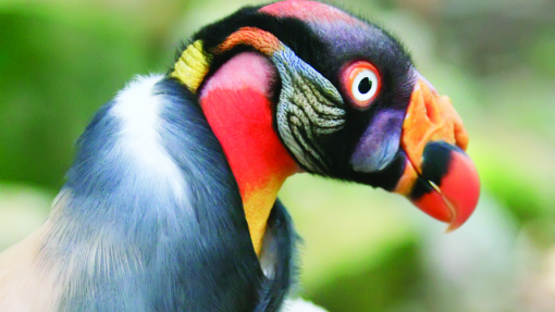 Covid-19: Zoo de Lourosa continua a alimentar 500 aves e a manter 80 habitats sem bilheteira