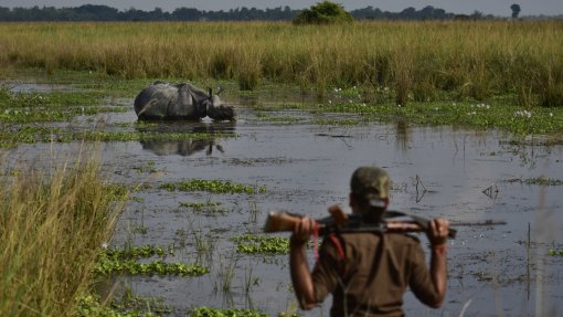 Covid-19: Ação de caçadores furtivos no parque moçambicano da Gorongosa aumentou
