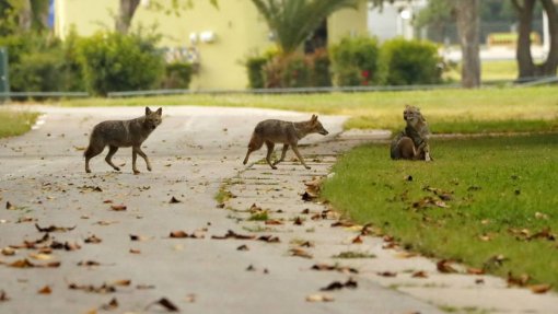 Covid-19: Chacais tomam conta de parque em Telavive abandonado por humanos
