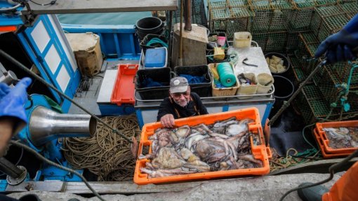 Covid-19: Pescadores de Aveiro pedem ao Governo para pescar ao fim de semana