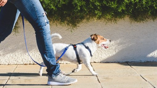 REPORTAGEM: Covid-19: Cães de idosos de risco vão à rua pela mão de futuros veterinários