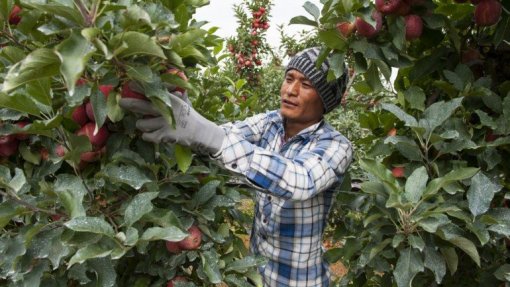 Covid-19: Governo avalia contratação de trabalhadores estrangeiros para agricultura