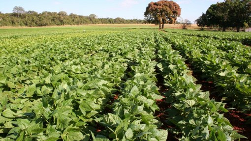 Covid-19: Governo atribui isenção de IRS a estudantes que trabalhem na agricultura