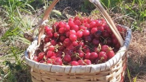 Covid-19: Câmara de Resende dá máscaras e luvas a produtores de cerejas