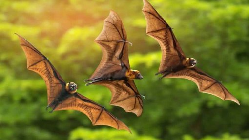 Descobertas quatro novas espécies de morcegos &quot;primos&quot; do hospedeiro original da covid-19