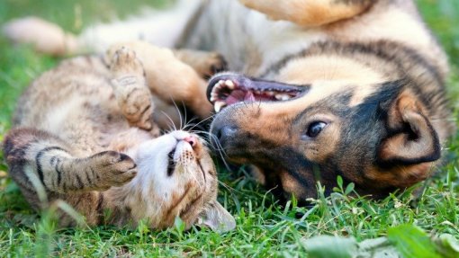 PEV/Lisboa questiona câmara sobre falta de meios afetos à provedoria dos animais