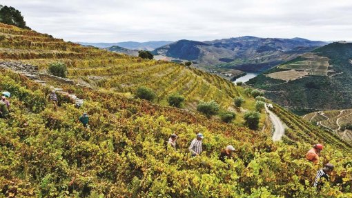 Covid-19: Federação Renovação do Douro reclama medidas urgentes para a região