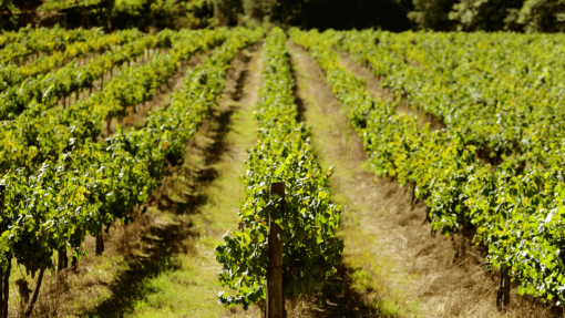 Covid-19: Associação de Municípios Produtores de Vinho celebra aniversário com &quot;brinde digital&quot;