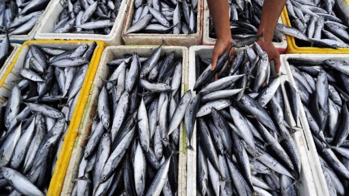 Covid-19: Produtores da pesca querem redução do preço do combustível
