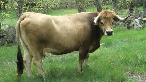 Covid-19: Cooperativa Mirandesa mostra-se aliviada devido a escoamento da carne de bovino