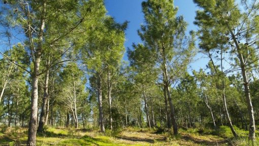 Covid-19: Setor florestal mantém atividade e diz ser &quot;estratégico&quot; para a retoma