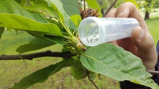 Produtores intensificam luta contra a vespa que ameaça castanha em Valpaços