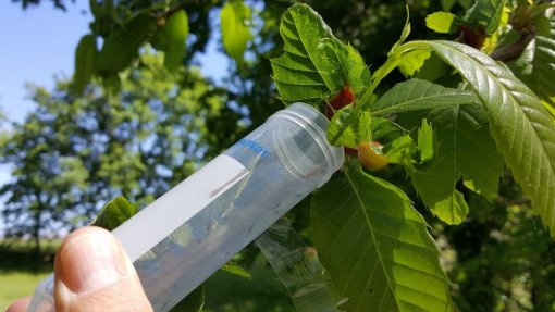 Norte com mil largadas do inseto que combate a vespa das galhas do castanheiro