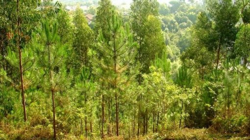 Câmara de Viseu aprova plano municipal de defesa da floresta