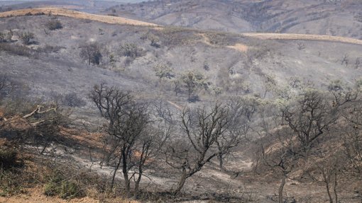 Incêndios: Quinze concelhos de seis distritos do continente em risco máximo