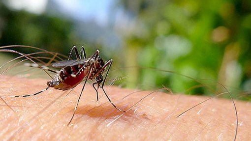 Nova estirpe do vírus zika circula no Brasil e pode originar epidemia - Estudo