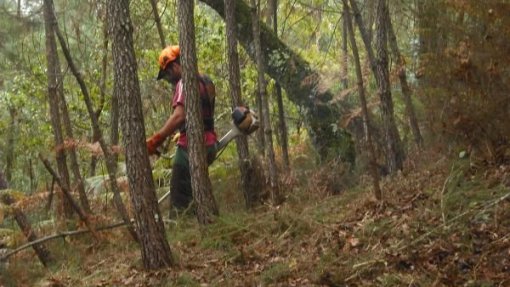 Incêndios: Empresas florestais alertam para &quot;amadorismo na limpeza de mato” após despacho do Governo