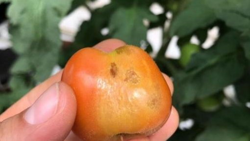 DGAV alerta para vírus que afeta culturas de tomate e pimento e recomenda higienização