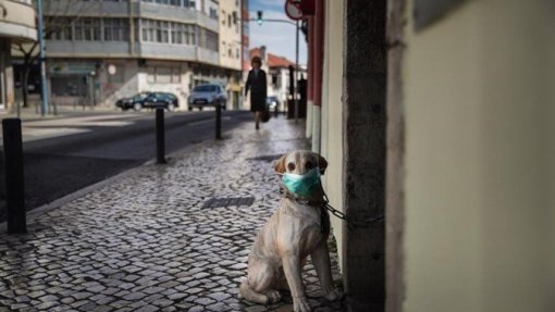 Covid-19: Lisboa e Vale do Tejo tem 85% das novas infeções - DGS