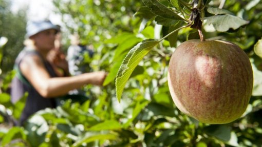 Covid-19: Governo aposta na fiscalização para minimizar contágios nas campanhas da fruta