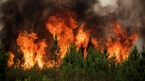 Incêndios: Covid-19 sem &quot;impacto direto” na prevenção - presidente da Agência de Fogos Rurais